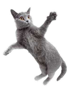 広がる鳥のフン害!